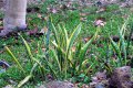 Langue de belle-mère. SANSEVERIA trifasciata (laurantii). Afrique. Liliaceae. 0,5-1m